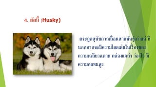 4. ฮัสกี้ (Husky)
ตระกูลสุนัขลากเลื่อนสายพันธุ์เก่าแก่ ที่
นอกจากจะมีความโดดเด่นในเรื่ องของ
ความเฉลียวฉลาด คล่องแคล่ว ว่องไว มี
ความอดทนสูง
 