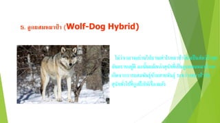 5. ลูกผสมหมำป่ ำ (Wolf-Dog Hybrid)
ไม่ว่าเวลาจะผ่านไปนานเท่าไรหมาป่าก็ยังเป็นสัตว์ป่าสุด
อันตรายอยู่ดี ฉะนั้นแม้เหล่าสุนัขที่เป็นลูกผสมหมาป่าจะ
เกิดจากการผสมพันธุ์ข้ามสายพันธุ์ ระหว่างหมาป่ากับ
สุนัขทั่วไปที่ถูกฝึกให้เชื่องแล้ว
 