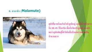 6. มำลำมิว (Malamute)
สุนัขที่มาพร้อมกับลาตัวสูงใหญ่ และมีน้าหนักมาก
ถึง 30-45 กิโลกรัม เมื่อถึงวัยเจริญพันธุ์ แถมยัง
พบว่าสุนัขพันธุ์นี้ทาให้เหยื่อถึงแก่ความตายเป็น
จานวนมาก
 