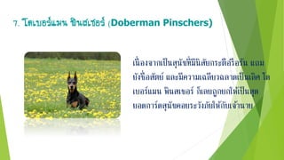 7. โดเบอร์แมน พินสเชอร์ (Doberman Pinschers)
เนื่ องจากเป็นสุนัขที่มีนิสัยกระตือรือร้น แถม
ยังซื่อสัตย์ และมีความเฉลียวฉลาดเป็นเลิศ โด
เบอร์แมน พินสเชอร์ ก็เลยถูกยกให้เป็นสุด
ยอดการ์ดสุนัขคอยระวังภัยให้กับเจ้านาย
 