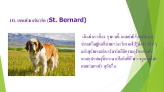 10. เซนต์เบอร์นำร์ด (St. Bernard)
เห็นน่าตาเชื่อง ๆ แบบนี้ แถมยังมีทักษะในการ
ช่วยเหลือผู้คนที่น่ายกย่อง ใครจะไปรู้ล่ะว่า จริง ๆ
แล้วสุนัขเซนต์เบอร์นาร์ดก็มีความดุร้ายเช่นกัน
หากสุนัขพันธุ์นี้ขาดการฝึกฝนที่่ ดีในการผูกมิตรกับ
คนแปลกหน้า สุนัขอื่น
 