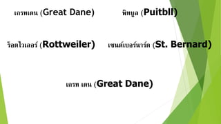 เกรทเดน (Great Dane) พิทบูล (Puitbll)
ร็อตไวเลอร์ (Rottweiler) เซนต์เบอร์นำร์ด (St. Bernard)
เกรท เดน (Great Dane)
 