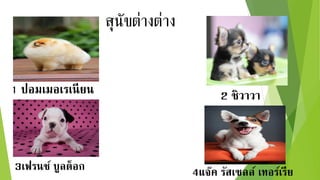1 ปอมเมอเรเนียน 2 ชิวำวำ
3เฟรนช์ บูลด็อก 4แจ๊ค รัสเซลล์ เทอร์เรีย
สุนัขต่างต่าง
 