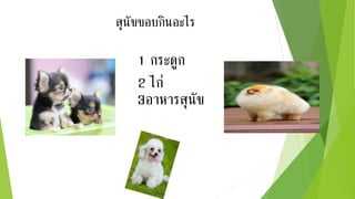 สุนัขฃอบกินอะไร
1 กระดูก
2 ไก่
3อาหารสุนัข
 