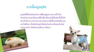 ลูกสุนัขที่ได้มาใหม่จะนาความปิติมาสู่คุณนานหลายปี ในวัน
ข้างหน้าเขาจะมาเป็นสหายที่ใกล้ชิด เพื่อนเล่นที่เป็นมิตรที่ไว้ใจได้
อย่างไรก็ตาม หากปราศจากความพยายามสิ่งนี้ก็จะไม่เกิดขึ้น คุณ
ควรเริ่มฝึกเขา ตั้งเต่ยังเล็กอยู่ เพื่อต้อนรับเข้ามาเป็นสมาชิกใหม่
ของครอบครัว ก็เหมือนๆกับเด็กทารกนั่นเอง
การเลี้ยงลูกสุนัข
 