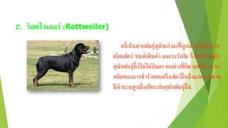 2. ร็อตไวเลอร์ (Rottweiler)
หนึ่งในสายพันธุ์สุนัขเก่าแก่ที่ถูกนามาใช้ในการ
ต้อนสัตว์ ขนส่งสินค้า และระวังภัย ซึ่งแท้จริงแล้ว
สุนัขพันธุ์นี้ก็ไม่ได้อันตรายอย่างที่คิด แต่เนื่ องจาก
สถิตของการทาร้ายคนหรือสัตว์อื่นถึงแก่ความตาย
มีจานวนสูงเมื่อเทียบกับสุนัขพันธุ์อื่น
 