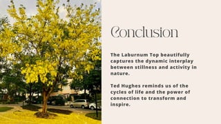 Conclusion
The Laburnum Top beautifully
captures the dynamic interplay
between stillness and activity in
nature.
Ted Hughes reminds us of the
cycles of life and the power of
connection to transform and
inspire.
 