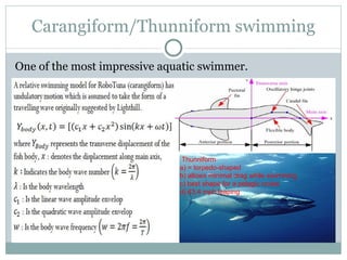 Carangiform/Thunniform swimming One of the most impressive aquatic swimmer. Thunniform a) = torpedo-shaped  b) allows minimal drag while swimming c) best shape for a pelagic cruise d) 43.4 mph leaping 