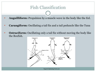 Fish Classification Anguilliform:  Propulsion by a muscle wave in the body like the Eel. Carangiform:  Oscillating a tail fin and a tail peduncle like the Tuna Ostraciform:  Oscillating only a tail fin without moving the body like the Boxfish.   Figure  8  Swim ming   Forms (2) 