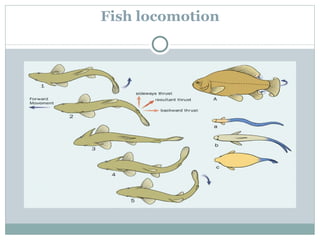Fish locomotion 