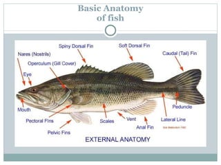 Basic Anatomy of fish 