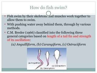 How do fish swim? Fi sh swim by their skeletons and muscles work together to allow them to swim . With pushing water away behind them, through by various methods. C.M. Breder (1966) classified into the following three general categories based on  length of a tail fin and strength of its oscillation :  (a)   Anguilliform, (b) Carangiform, (c) Ostraciiform 