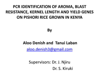 PCR IDENTIFICATION OF AROMA, BLAST
RESISTANCE, KERNEL LENGTH AND YIELD GENES
ON PISHORI RICE GROWN IN KENYA
By
Aloo Denish and Tanui Laban
aloo.denish3@gmail.com
Supervisors: Dr. J. Njiru
Dr. S. Kiruki
 
