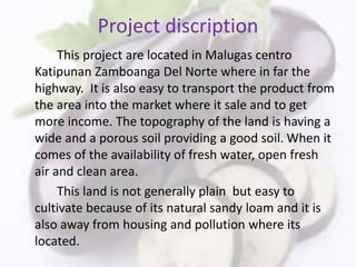 Project discription
This project are located in Malugas centro
Katipunan Zamboanga Del Norte where in far the
highway. It is also easy to transport the product from
the area into the market where it sale and to get
more income. The topography of the land is having a
wide and a porous soil providing a good soil. When it
comes of the availability of fresh water, open fresh
air and clean area.
This land is not generally plain but easy to
cultivate because of its natural sandy loam and it is
also away from housing and pollution where its
located.
 