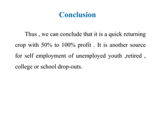 Conclusion
Thus , we can conclude that it is a quick returning
crop with 50% to 100% profit . It is another source
for self employment of unemployed youth ,retired ,
college or school drop-outs.
 