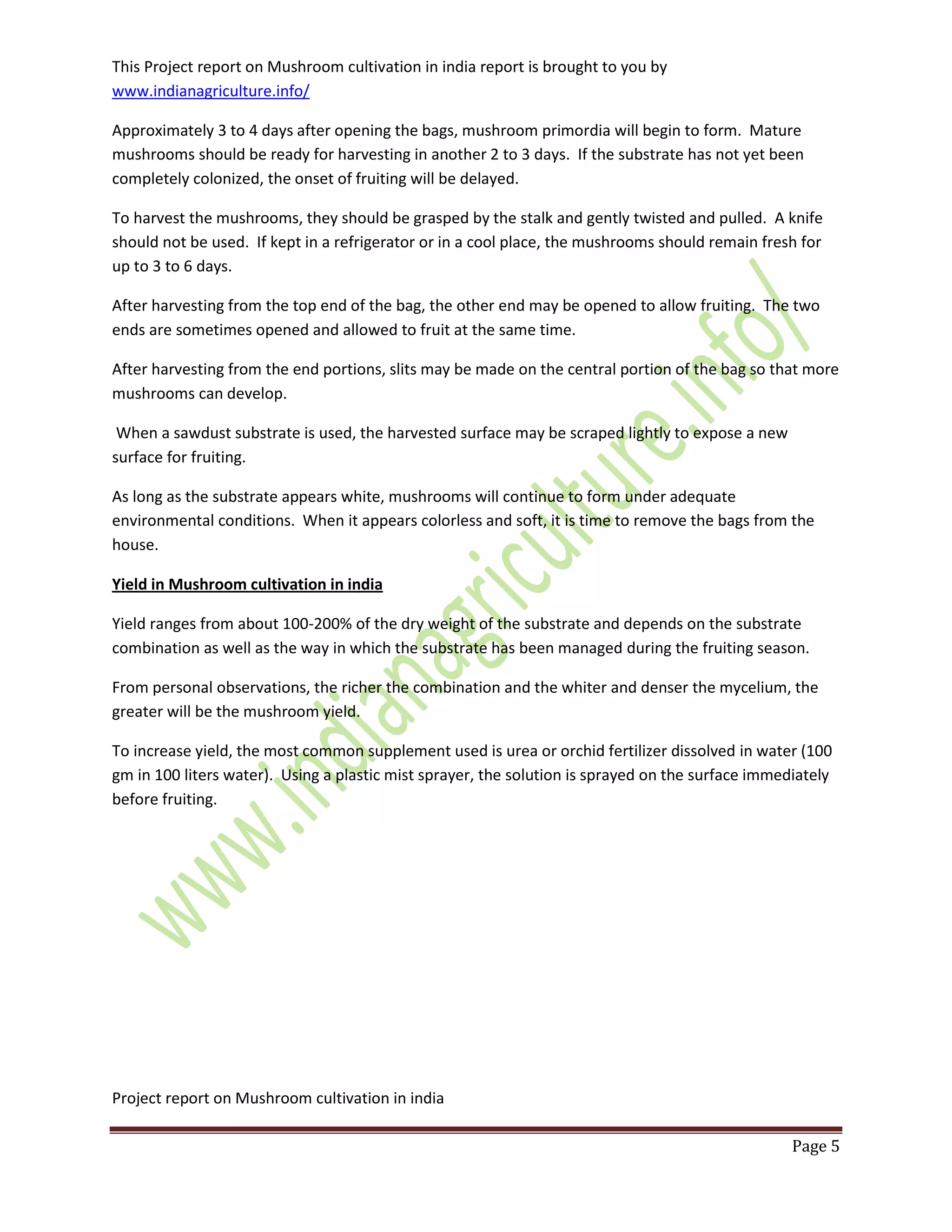 This Project report on Mushroom cultivation in india report is brought to you by
www.indianagriculture.info/
Project report on Mushroom cultivation in india
Page 5
Approximately 3 to 4 days after opening the bags, mushroom primordia will begin to form. Mature
mushrooms should be ready for harvesting in another 2 to 3 days. If the substrate has not yet been
completely colonized, the onset of fruiting will be delayed.
To harvest the mushrooms, they should be grasped by the stalk and gently twisted and pulled. A knife
should not be used. If kept in a refrigerator or in a cool place, the mushrooms should remain fresh for
up to 3 to 6 days.
After harvesting from the top end of the bag, the other end may be opened to allow fruiting. The two
ends are sometimes opened and allowed to fruit at the same time.
After harvesting from the end portions, slits may be made on the central portion of the bag so that more
mushrooms can develop.
When a sawdust substrate is used, the harvested surface may be scraped lightly to expose a new
surface for fruiting.
As long as the substrate appears white, mushrooms will continue to form under adequate
environmental conditions. When it appears colorless and soft, it is time to remove the bags from the
house.
Yield in Mushroom cultivation in india
Yield ranges from about 100-200% of the dry weight of the substrate and depends on the substrate
combination as well as the way in which the substrate has been managed during the fruiting season.
From personal observations, the richer the combination and the whiter and denser the mycelium, the
greater will be the mushroom yield.
To increase yield, the most common supplement used is urea or orchid fertilizer dissolved in water (100
gm in 100 liters water). Using a plastic mist sprayer, the solution is sprayed on the surface immediately
before fruiting.
 