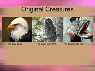Original Creatures
The Bald Eagle The Great Grey Owl The Snake head Fish
 