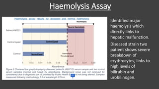 Haemolysis Assay
Identified major
haemolysis which
directly links to
hepatic malfunction.
Diseased strain two
patient shows severe
breakdown of
erythrocytes, links to
high levels of
bilirubin and
urobilinogen.
 