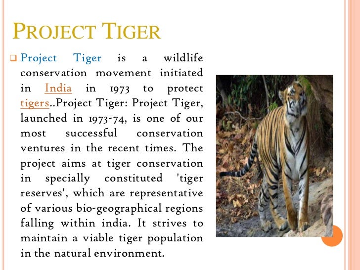 an essay about project tiger