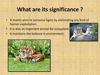 What are its significance ?
• It mainly aims to conserve tigers by eliminating any kind of
human exploitation.
• It is also an important animal for ecosystem.
• It maintains the balance in environment.
 