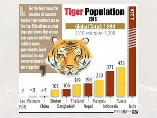 Tiger Project Statistics Conservation of Tigers in India: Project Tiger | PPTX