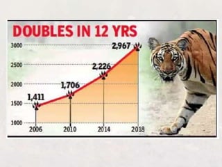 Tiger Project Statistics Conservation of Tigers in India: Project Tiger | PPTX