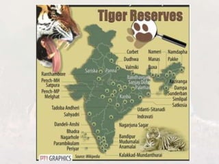 Conservation of Tigers in India: Project Tiger | PPTX