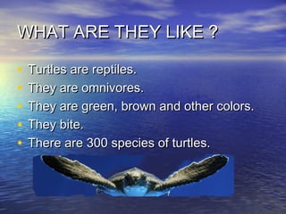 WHAT ARE THEY LIKE ?
•
•
•
•
•

Turtles are reptiles.
They are omnivores.
They are green, brown and other colors.
They bit...