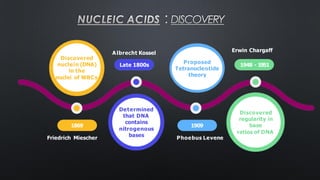 NUCLEIC ACIDS : DISCOVERY
1869
Discovered
nuclein (DNA)
in the
nuclei of WBCs
Determined
that DNA
contains
nitrogenous
bases
1909
Proposed
Tetranucleotide
theory
1948 - 1951
Discovered
regularity in
base
ratios of DNA
Friedrich Miescher
Albrecht Kossel
Late 1800s
Phoebus Levene
Erwin Chargaff
 