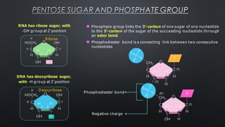 PENTOSE SUGAR AND PHOSPHATE GROUP
RNA has ribose sugar, with
-OH group at 2’ position
Ribose
Deoxyribose
DNA has deoxyribose sugar,
with -H group at 2’ position
-
-
Phosphodiester bond
Negative charge
⚫ Phosphate group links the 3’-carbon of one sugar of one nucleotide
to the 5’-carbon of the sugar of the succeeding nucleotide through
an ester bond.
⚫ Phosphodiester bond is a connecting link between two consecutive
nucleotides
 