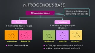 NITROGENOUS BASE
Nitrogenous bases
Purines
9 membered double ringed
structure
Pyrimidines
6 membered single ringed
structure
Heterocyclic N itrogen-
containing com pounds
H H
N
N
C
C
C
C
N
H
C
N
H
N H
H
O
N
N
N N
N
C
C
C C
H C
H H
N
N
C
C
C
C
H
H
H
N O
H
H
O
H
H
N O
N
C
C
C C
H
H
O
H
C
H
N O
N
C
C
C C
H
H
Adenine (A)
H H
Guanine (G)
⚫ In both D N A and RN A
Cytosine (C) Uracil (U) Thymine (T)
⚫ In DNA, cytosine and thymine are found
⚫ In RNA, cytosine and uracil are found
 