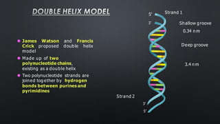 DOUBLE HELIX MODEL
⚫ James Watson and Francis
Crick proposed double helix
model
⚫ Made up of two
polynucleotide chains,
existing as a double helix
⚫ Two polynucleotide strands are
joined tog ether by hydrogen
bonds between purines and
pyrimidines
5’
3’
Strand 1
Shallow groove
0.34 n m
Deep groove
3.4 n m
Strand 2
3’
5’
 