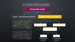 DOUBLE HELIX MODEL
Purines Pyrimidines
Complementary
base pairing
Sugar –phosphate backbone Nitrogen bases facing inside
Double helix model
A T
2 Hydrogen
bonds
C G
3 Hydrogen
bonds
 