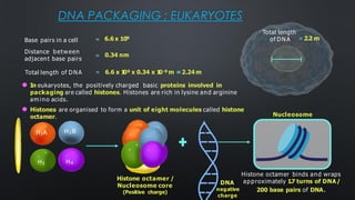 DNA PACKAGING : EUKARYOTES
= 6.6 x 109
0.34 nm
=
Base pairs in a cell
Distance between
adjacent base pairs
Total length of DNA = 6.6 x 1
09 x 0.34 x 1
0-9 m =2.24 m
Total length
of DNA =2.2 m
⚫ In eukaryotes, the positively charged basic proteins involved in
packaging are called histones. Histones are rich in lysine and arginine
am ino acids.
⚫ Histones are organised to form a unit of eight molecules called histone
octamer.
H2 B
H2A
H3 H4
Histone octamer /
Nucleosome core
(Positive charge)
DNA
negative
charge
Histone octamer binds and wraps
approximately 1
.7 turns of DNA/
200 base pairs of DNA.
Nucleosome
 