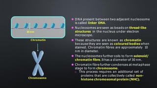 Chromatin
10 nm
Chromosome
⚫ D N A present between two adjacent nucleosome
is called linker DNA.
⚫ Nucleosomes are seen as beads on thread-like
structures in the nucleus under electron
microscope.
⚫ These structures are known as chromatin
because they are seen as coloured bodies when
stained. Chromatin fibres are approximately 10
n m in diameter.
⚫ The nucleosomes further coils to form solenoid/
chromatin fibre. It has a diameter of 30 nm.
⚫ Chromatin fibre further condenses at metaphase
stage to form chromosome.
o This process requires an additional set of
proteins that are collectively called non-
histone chromosomal protein (NHC).
 