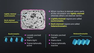 Lightly stained
euchromatin
Dark stained
heterochromatin
Euchromatin Heterochromatin
⚫ Loosely packed
region
⚫ Stains light
⚫ Transcriptionally
active
⚫ D ensely packed
region
⚫ Stains dark
⚫ Transcriptionally
inactive
⚫ When nucleus is stained some parts
of the chromatin are lightly stained
whereas others are stained darker.
⚫ Lightly stained regions are called
euchromatin.
⚫ Dark stained regions are called
heterochromatin.
 