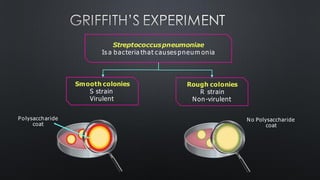No Polysaccharide
coat
Polysaccharide
coat
Streptococcuspneumoniae
Is a bacteria that causes pneum onia
Smooth colonies
S strain
Virulent
Rough colonies
R strain
Non-virulent
GRIFFITH’S EXPERIMENT
 