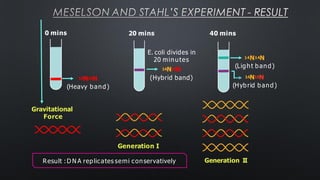 MESELSON AND STAHL’S EXPERIMENT - RESULT
Generation I
Generation II
15N15N
(Heavy band)
0 mins
14N14N
(Light band)
14N15N
(Hybrid band)
20 mins 40 mins
Gravitational
Force
E. coli divides in
20 minutes
14N15N
(Hybrid band)
Result :D N A replicates semi conservatively
 