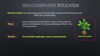 SEMI-CONSERVATIVE REPLICATION
Herbert Taylor (on eukaryotes) performed similar experiment as Meselson &
Stahl (on prokaryotes)
Used radioactive thym idine in root of Vicia faba to
detect distribution of newly synthesised D N A in the
chromosomes
Proved DNA replicates semi-conservatively Faba bean plant
Steps
Results
 