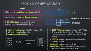 PROCESS OF REPLICATION
ori
Origin of replication: Specific regions of
D N A where replication starts
Deoxyribonucleotides :
Helicase
⚫ DNA Polymeraseadds newer dNTPs to
3’ end with the free –OH of primer
complementary to the template D N A
strand.
⚫ dNTPs serve as substrates and provide
energy as well.
Helicase: Helps unwind D N A
Replication fork: A small opening of the
D N A helix, a Y- shaped structure
+2H PO
3 4
dATP
dGTP
dTTP
dCTP
Phosphory lase
Energy
dAMP
dGMP
dTMP
dCM P
Replication bubble
1.Starts at the origin of replication (ori)
2. Activation of deoxyribonucleotides
3. DNA Helicase separates the two
strands forming replication fork
Steps
 