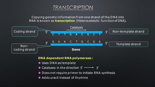 TRANSCRIPTION
Gene
Template strand
Non-te m plate strand
5’
3’
3’
5’
C
G
T
A
T
A
G
C
A C
T G
G
C
C
G
T
A
Coding strand
Non-
coding strand
Copying genetic information from one strand of the D N A into
RNA is known as transcription (Heterocatalytic function of DNA).
Catalysis
DNA dependent RNA polymerase :
⚫ Uses D N A as template
⚫ Catalyses in the direction 5’ 3’
⚫ Does not require primer to initiate RNA synthesis
⚫ Adds uracil instead of thymine
 