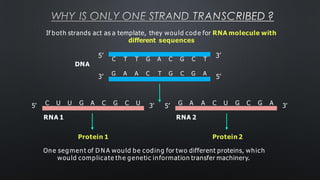 WHY IS ONLY ONE STRAND TRANSCRIBED ?
If both strands act as a template, they would code for RNA molecule with
different sequences
DNA
3’ 5’
5’
C T T G A C G C T
3’
G A A C T G C G A
C U U G A C G C U
RNA 1
5’ 3’ G A A C U G C G A
RNA 2
5’ 3’
Protein 1 Protein 2
One segment of D N A would be coding for two different proteins, which
would complicate the genetic information transfer machinery.
 