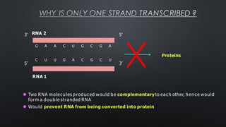 WHY IS ONLY ONE STRAND TRANSCRIBED ?
C U U G A C G C U
5’ 3’
RNA 2
G A A C U G C G A
3’ 5’
Proteins
RNA 1
⚫ Two RNA molecules produced would be complementary to each other, hence would
form a double stranded RNA
⚫ Would prevent RNA from being converted into protein
 