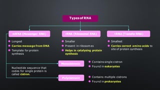 Types of RNA
rRNA (Ribosomal RNA)
mRNA (Messenger RNA) tRNA (Transfer RNA)
⚫ Longest
⚫ Carries message from DNA
⚫ Template for protein
synthesis
⚫ Smaller
⚫ Present in ribosom es
⚫ Helps in catalysing protein
synthesis
⚫ Smallest
⚫ Carries correct amino acids to
site of protein synthesis
Monocistronic
Polycistronic
⚫ Contains single cistron
⚫ Found in eukaryotes
⚫ Contains multiple cistrons
⚫ Found in prokaryotes
Nucleotide sequence that
codes for single protein is
called cistron.
 