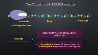 TRANSCRIPTION : PROKARYOTES
Requires D N A as template and RNA
polymerase
Sigma factor directs RNA polymerase to
bind to promoterand move towards gene
Gene Terminator
σ
Promoter
RNA polymerase
Initiation
 