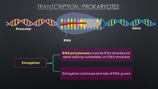 TRANSCRIPTION : PROKARYOTES
Elongation continues and size of RNA grows
Elongation
Promoter Gene
RNA
RNA polymerase unwinds D N A strands and
starts adding nucleotides on D N A template
 