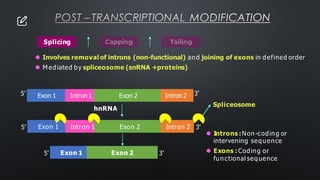 POST – TRANSCRIPTIONAL MODIFICATION
Splicing
⚫ Involves removal of introns (non-functional) and joining of exons in defined order
⚫ M ediated by spliceosome (snRNA +proteins)
Exon 1 Intron 1 Exon 2 Intron 2
hnRNA
5’ 3’
Exon 1 Intron 1 Exon 2 Intron 2
5’ 3’
Exon 1 Exon 2
5’ 3’
Spliceosome
⚫ Introns :Non-coding or
intervening sequence
⚫ Exons : Coding or
functional sequence
 