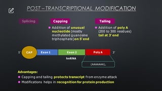 POST – TRANSCRIPTIONAL MODIFICATION
Advantages:
⚫ Capping and tailing protects transcript from enzyme attack
⚫ Modifications helps in recognition for protein production
Tailing
⚫ Addition of poly A
(200 to 300 residues)
tail at 3’ end
Exon 1 Exon 2
hnRNA
3’
5’ CAP Poly A
(AAAAAAA)n
Capping
⚫ Addition of unusual
nucleotide (mostly
m e thylated guanosine
triphosphate)on 5’ end
 