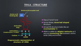 TRNA : STRUCTURE
Diagrammatic representation of
structure of t-RNA
5’
3’
AA
Amino acid
binding site
Amino acid acceptor end
Anticodon
loop
A
U C
A U G
mRNA
Codons
Anticodons
(Complementary to codon)
⚫ Has a 3’ and 5’ end
⚫ Is non-linear, clover leaf shaped
structure
⚫ Actual 3D structure looks like an
inverted letter ‘L’
⚫ tRNA is called an adapter molecule as it
acts as connecting link between amino
acids (AAs) and m R N A
 