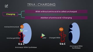 TRNA : CHARGING
tRNA w ithout am ino acid is called uncharged
Addition of a m ino acid =Charging
P
i
A M P
A ctive A mino Acid
U A C
Aminoacyl tRNA Synthetase
U ncharged tRNA
M et
A m inoacyl tRNA
Synthetase
A M P
UA C
Charged tRNA
M et
P
i
Charging
 